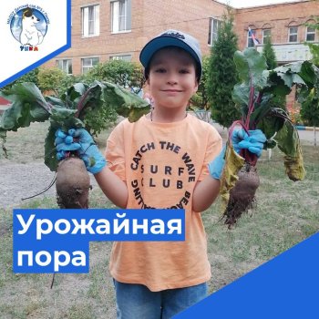 Урожайная пора